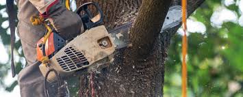 Professional Tree Services in Powder Springs, GA