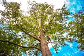 Best Lot and Land Clearing  in Powder Springs, GA