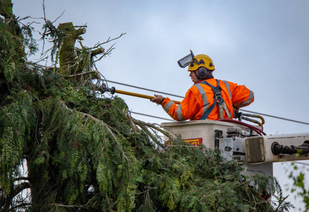 Best Storm Damage Tree Cleanup  in Powder Springs, GA