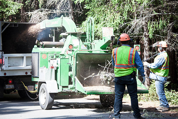 Best Utility Line Clearance  in Powder Springs, GA