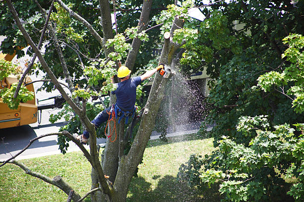 Best Stump Grinding and Removal  in Powder Springs, GA