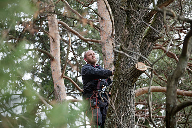 How Our Tree Care Process Works  in  Powder Springs, GA