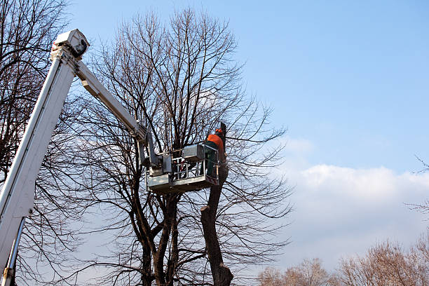 Best Hedge Trimming  in Powder Springs, GA